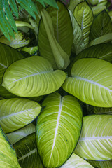 Seoul, South Korea - November 23 2022 "Seoul Botanic Garden"