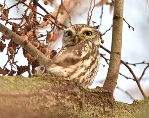 Cute owl posing for me on the tree.