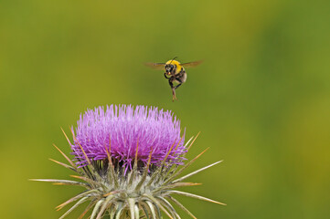 Bombus terrestris flying over the purple-coloured thistle flower.