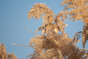 Common Linnet, Linaria cannabina, on the tops of yellow sedge plants in autumn in Burdur, Turkey.
