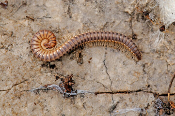 Megaphyllum sp. is a species of centipede living in Turkey.