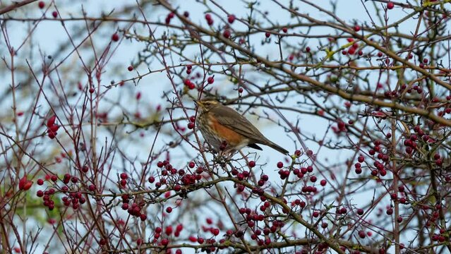 fieldfare (Turdus pilaris) eating berries amongst branches of a late autumn tree, Wiltshire UK