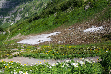 Mountain slope covered with snow and green grass with blooming alpine meadows, selective focus