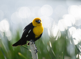 Yellow-Headed Blackbird in Benton Lake National Wildlife Reserve Perched on a Cattail Facing Camera