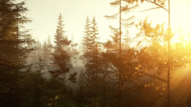 The sun shines through the trees in a foggy forest