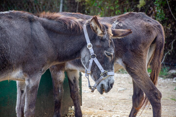 The two brown donkeys stand in farm in corfu 