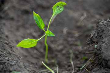 Pepper seedlings transplanted into the ground after shipment. Planting vegetables in the garden in spring. Injured pepper leaves during mailing