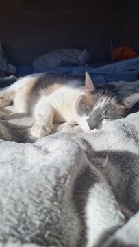 Gatita durmiendo en acolchado de peluche al amanecer