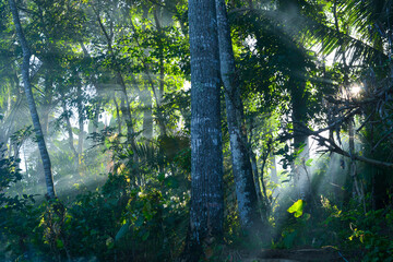 Fototapeta na wymiar Photo of sunlight shining through the trees in the morning, foggy atmosphere in the countryside