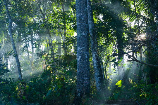 Photo of sunlight shining through the trees in the morning, foggy atmosphere in the countryside