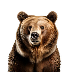 Grizzly Bear’s Half Body in Photo, Isolated on Transparent Background, PNG