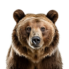 Fototapeta premium Half Body Grizzly Bear in Frame, Isolated on Transparent Background, PNG