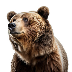 Fototapeta premium Grizzly Bear: A Half Body Picture, Isolated on Transparent Background, PNG