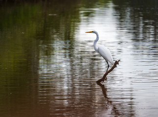 Great Egret bird perched on stumps from felling of bald cypress trees in calm waters of Atchafalaya Basin near Baton Rouge Louisiana