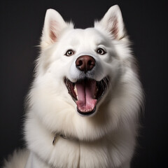 white husky portrait 
