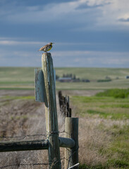 Western Meadowlark Perched on a Fencepost Near Great Falls, Montana