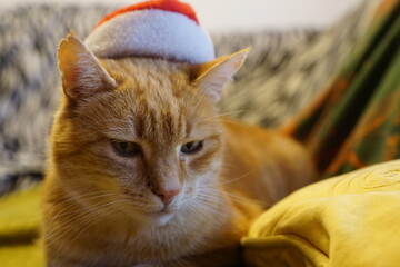 Santa Cat