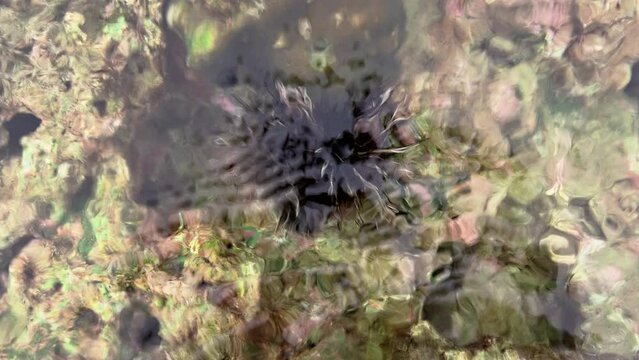Black sea urchin lies underwater on stones. Sea urchin Echinothrix diadema, commonly called diadema urchin or white-black urchin, underwater in Thailand