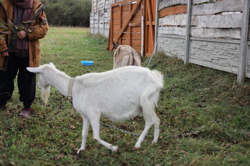 goat on the farm