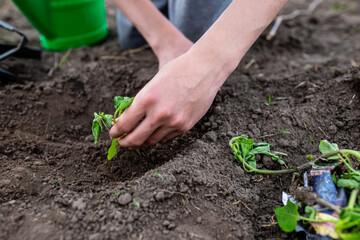 Farmer's hand burying seedlings in fertile soil in vegetable garden in spring during planting