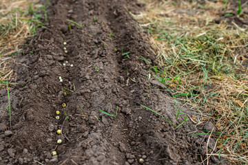 Pea seeds in the garden in spring. Planting peas on an environmentally friendly farm