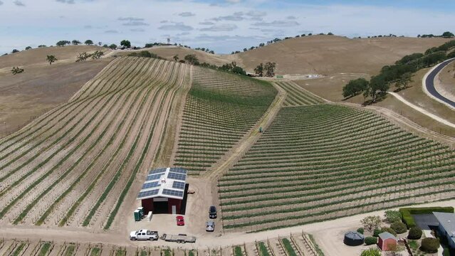 California Wine Country Paso Robles Vineyard Aerial Shot Back Low