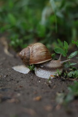 snail on a leaf