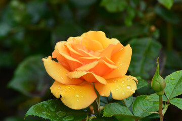 Close up of Fresh beautiful yellow rose in the garden.  