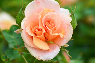 Apricot colour rose after rain. Cottage garden. 