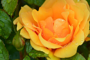 Close up of Fresh beautiful yellow rose in the garden.  