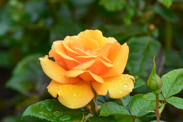 Close up of Fresh beautiful orange rose in the garden.  