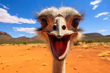 Schilderijen op glas Close up of a Ostrich looking into the camera. © Michael