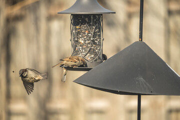 House sparrows eating from bird feeder.