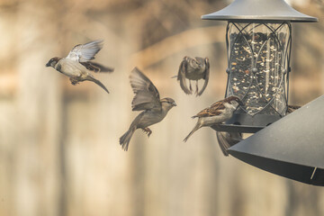 House sparrows eating from bird feeder.