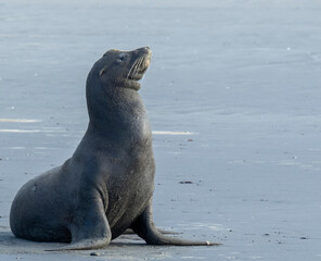 sea lion on the beach