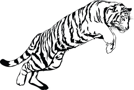 Cartoon Black and White Isolated Illustration Vector Of A Tiger Mid Jump