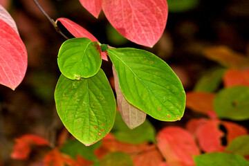 Closeup of remaining green Dogwood leaves