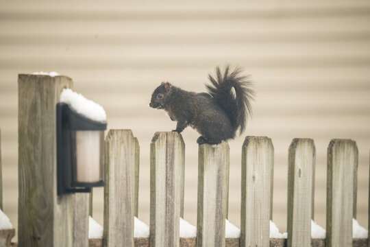 Black squirrel on fence in winter. 