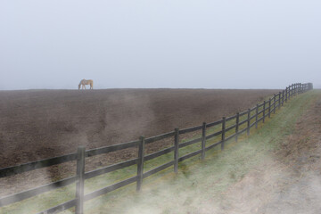 Landscape with horse of the Canadian countryside in Quebec on a foggy day