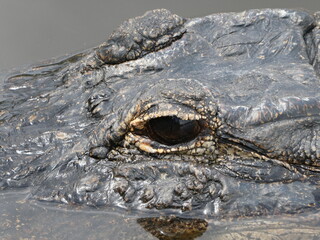 American alligator swimming in the wild.