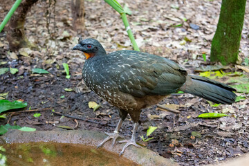 Jacuguaçu  (Penelope obscura Temminck)