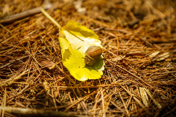 Snail on a leaf