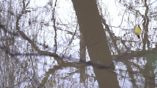 Water reflection with trees