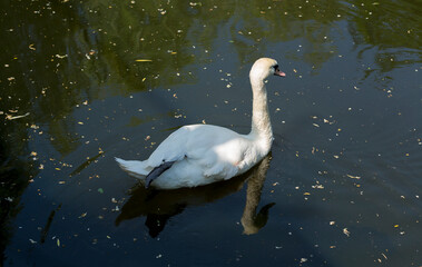 The mute swan (Cygnus olor). The bird swims on the water surface of the pond.