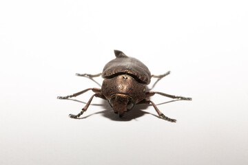Perotis lugubris is a genus of beetles in the family Buprestidae.The insect is a parasite.