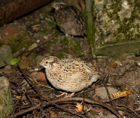 Common quail (Coturnix coturnix), or European quail, is a small ground-nesting game bird in the pheasant family Phasianidae.