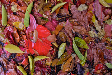 New Leaves brought down by rainstorm thicken a mat of leaf litter