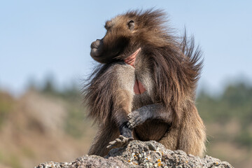Alpha male of endemic animal Gelada monkey, Theropithecus gelada, Simien Mountains, Africa, Ethiopia