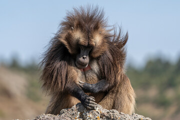 Alpha male of endemic animal Gelada monkey, Theropithecus gelada, Simien Mountains, Africa, Ethiopia