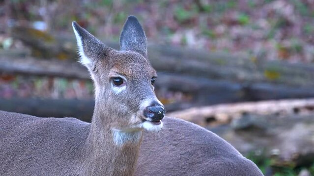 Two does come to feen in our yard.  Two does, not even a year old visit our bird feeder again.  We watched these 2 deer from the time they were fawns.